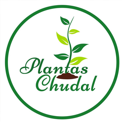 Plantas Chudal